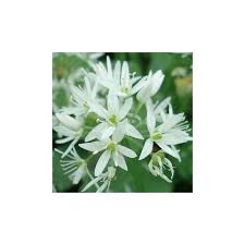 Cats are good climbers, so it's best to move plants to a safe place they cannot access and don't underestimate their ability to get at things that are high up. Ramsons Seeds Buckrams Wild Garlic For Sale