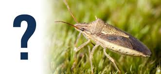 The biggest complaint with these bugs is the smell they are able to. Do Stink Bugs Really Smell