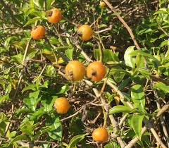 Image result for Pereskia aculeata