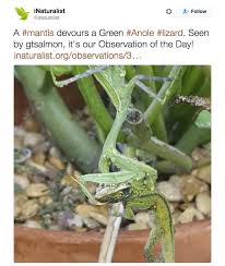 Praying mantises also prey on bees. Praying Mantis Eats Anole Anole Annals