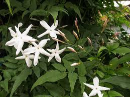 Image result for Jasminum