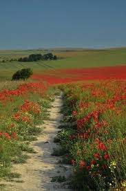 Chalk Downland Produces Masses Of Wild Flowers Like These Poppies On The Downs If You Are Planning Your Terr In 2020 Landscape Beautiful Nature Beautiful Landscapes