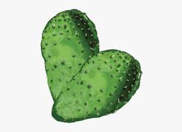 Find the perfect prickly pear cactus stock photos and editorial news pictures from getty images. Cactus Eastern Prickly Pear Hd Png Download Kindpng
