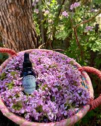 Image result for Pelargonium graveolens