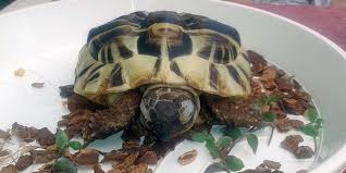 Dass schildkröten ihr winternickerchen machen wollen, passiert meistens im oktober und erst im märz werden sie wieder putzmunter. Terrarienhaltung Ist Qualhaltung Eine Unzumutbare Haltungsform