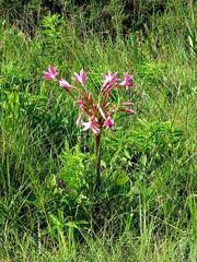 Image result for Tricliceras lanceolatum