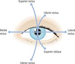 snellen chart an overview sciencedirect topics