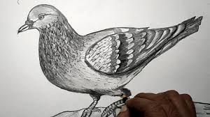 A line 21 miles long b. How To Draw Dove Pencil Drawing For Beginners Realistic Pencil Drawing Youtube