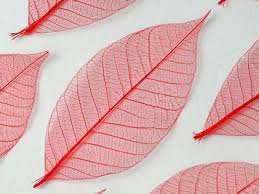 Untuk menyiapkan satu lukisan di atas daun kering, rangnekar membutuhkan waktu kurang lebih 40 hari, wah cukup lama juga ya. 84 Gambar Daun Nangka Kering Gambar Pixabay