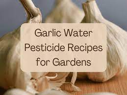 Garlic scentry is the chemical free alternative. How To Make And Use Garlic Water Pesticide For Plants Dengarden