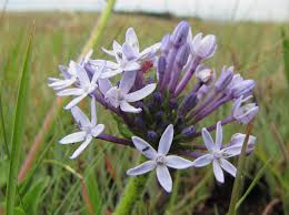 Image result for Pentanisia