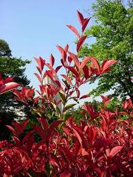 赤い新芽の謎 ｇｏｒｏ ｓ 花 ｄｉａｒｙ