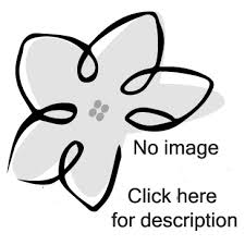 Image result for Streptocarpus sp.nov. aff. S. grandis