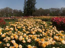 Municipal gardens park 1831 lafayette rd indianapolis in 46222. Municipal Rose Garden San Jose 2021 All You Need To Know Before You Go With Photos Tripadvisor