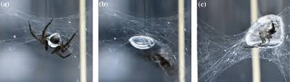 May 22, 2019 · the diving bell spider is the only species of the genus argyroneta, belonging to the dictynidae family is the only known species to be remained submerged in water for most of the times, be it when resting, hunting for preys, mating or laying eggs. Water Spider Argyroneta Aquatica During The Building Process Of Its Download Scientific Diagram