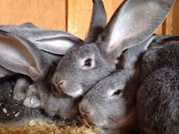 The cheapest offer starts at £5. Scottish Giant Rabbit Shefalitayal