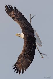 Birds That Look Like Eagles In Florida M15 Delivering Nest Building Materials For Harriet Southwest Florida Eagles Bald Eagle Eagles American Bald Eagle