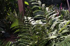 Image result for Didymochlaena truncatula