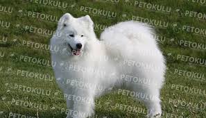 En Guzel Gorunumu Olan Kopek Irki Samoyed Kopek Turleri