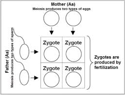 It's just like flipping a coin: 4 2 Genetics Teacher Preparation Notes Biology Libretexts