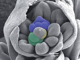 Image result for Courtoisina assimilis