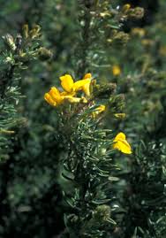 Image result for Adenocarpus