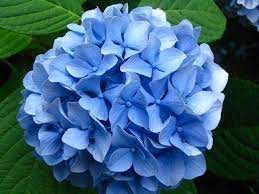 Foto di fiori di ortensie. Ortensia Coltivazione E Curiosita Pianteinforma It Ortensie Giardino Di Ortensie Orti Piccoli