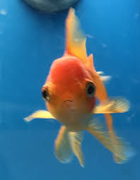 5 out of 5 stars. Create Meme Fish Fish Telescope Butterfly Goldfish Telescope Pictures Meme Arsenal Com