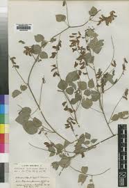 Image result for Rhynchosia caribaea