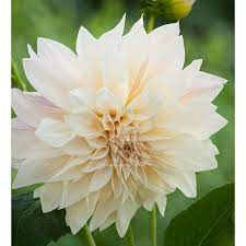 Buy Dahlia Cafe Au Lait From Sarah Raven Everyone S Favourite Dahlia In A Warm Cream Blush Co Cafe Au Lait Dahlia Dahlia Flower Arrangements Growing Dahlias