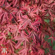 Check spelling or type a new query. Acer Palmatum Shirazz Thompson Morgan