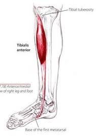 Etant donné la structure complexe de la cheville. Mogott Buntetes Ferfias Douleur Au Dessus De La Cheville Interne Chevroletlebanon Com