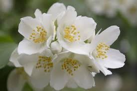 How To Dry Jasmine Flowers Hunker Jasmine Flower Jasmine Plant Flowers