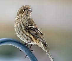Sparrow Brown Bird With White Stripes On Wings And Tail House Finch Finches Bird Finch Backyard Birds