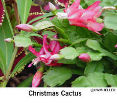 But, there isn't just enough space and time for that. Christmas Cactus