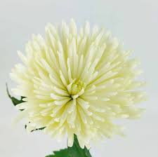 We did not find results for: Spider Mums White Wholesale Bulk Flowers Cascade Floral