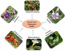 Image result for Solanum