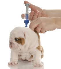 The virus is common in puppies. Parvovirus Vaccination