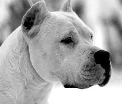 Pampero Ackon Kawac The Very Best Dogo Argentino Kopek