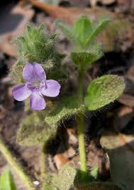 Image result for Nelsonia canescens