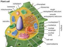 Cell Wall Description Properties Components Communication In 2021 Plant Cell Cells Project Plant Cell Labeled