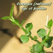 Image result for Ceropegia meyeri-johannis
