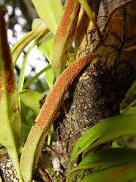 Image result for Pyrrosia stolzii