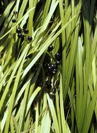 Image result for Convallariaceae