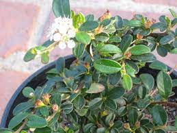 However, many types of succulents, including cactuses, produce gorgeous flowers. Cotoneaster Prostrata Tough Low Growing Shrub With White Flowers And Red Berries Works Well In Ro Water Wise Plants White Flowering Shrubs Low Growing Shrubs