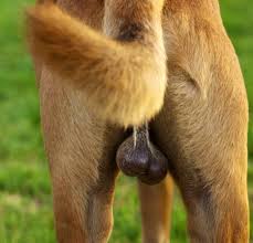 Your results will depend on several things. What About Dog Danglies Neutering Male Dogs Dog Hair Day