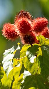 Image result for Bixa orellana