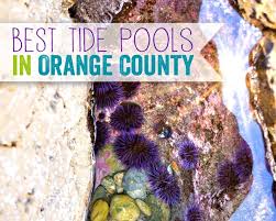 7 Family Friendly Orange County Tide Pools Popsicle Blog