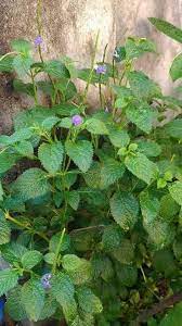 We did not find results for: Madura Semoga Bermanfaat Daun Pecut Kuda Ramuan Obat Facebook