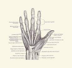 Monochrome contour of the intestine human digestive system intestines gut anatomy gastrointestinal tract diagram. Human Hand Diagram Ligaments And Bones 2 Drawing By Vintage Anatomy Prints